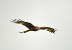 Red Kite