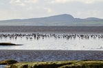 Loch Indaal, Islay, Argyll