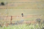 Spanish Sparrow
