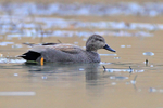 Gadwall (male in breeding plumage) on the water at Hatch Pond