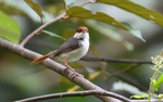 Deramakot wildlife reserve