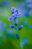 Flower - 4811