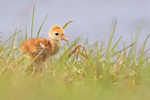 Sandhill Crane chick, Harns Marsh, Florida