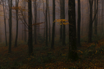 Lost into the Forest