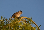 Blackcap