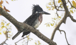 Male Giant Kingfisher.
