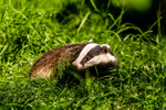 badger Meles meles-6531