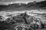 Ynyslas_1952