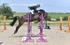 BPP_5742