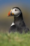 PUFFIN, LUNGA, TRESHNISH ISLES