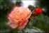 Rose Helios