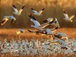 Backlit Snow Geese taking off, Bosque del Apache, New Mexico