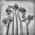 FERN 1