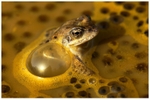 Bubbles