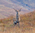 Red Deer - Cervus elaphus