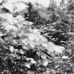 Higbee, New Jersey 2015