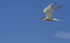 Common Tern, Cemlyn Bay, Anglesey, North Wales