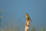Corn Bunting
