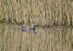 Gadwall