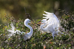 Great Egrets interacting at nest, Venice Rookery, Florida