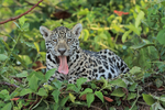 Jaguar cub (female) tongue out, Rio Sao Lourenco, Mato Grosso, Brazil