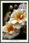 Rosa helenae 'Hybrida'