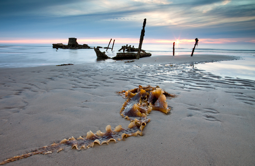 The shipwreck of the fishing boat Passages and kelp off Jurby Head, Isle of Man. The setting sun just squeezing throu…