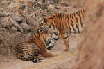Two Tigers on road, Bandhavgarh Reserve, Madhyra Pradesh, India