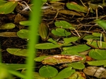 Grass Snake