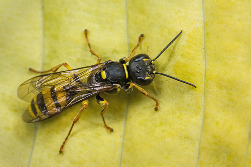 Female [i]Mellinus arvensis[/i] wasp resting on a leaf. Staffordshire garden, September 2015.