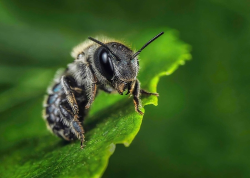 Female Blue Mason Bee (Osmia caerulescens).