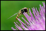 Guess the Insect 1
