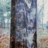 Curtain into The Woods