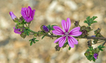 Mallow