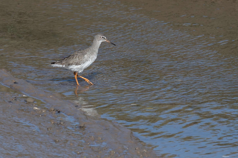 Common Redshank - Dee Estuary - North Wales