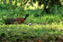 Great Curassow (female), Playa Cativo Lodge, Costa Rica
