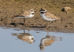 Little Ringed Plover 3