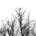 Silhouettes portfolio