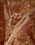 Pseudoprotella phasma