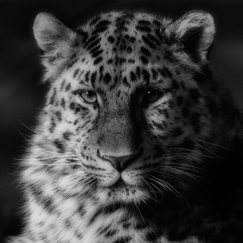 Amur Leopard