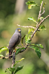 Roadside Hawk, view from side, Costa Rica