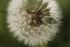 Dandelion 3