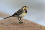 Juvenile Pied (White) Wagtail on the ground