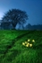 SPRINGTIME
