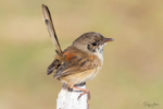 Immature Male 1