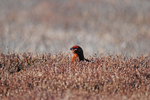 Red Grouse