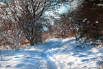 Winter's Path.