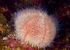 Echinus esculentus