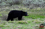 3HPhotography5-20-25_GTNP_370_
