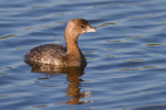 Pied Billed Grebe